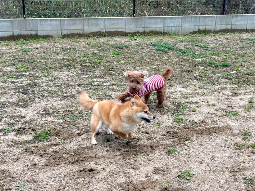 警察犬訓練の様子