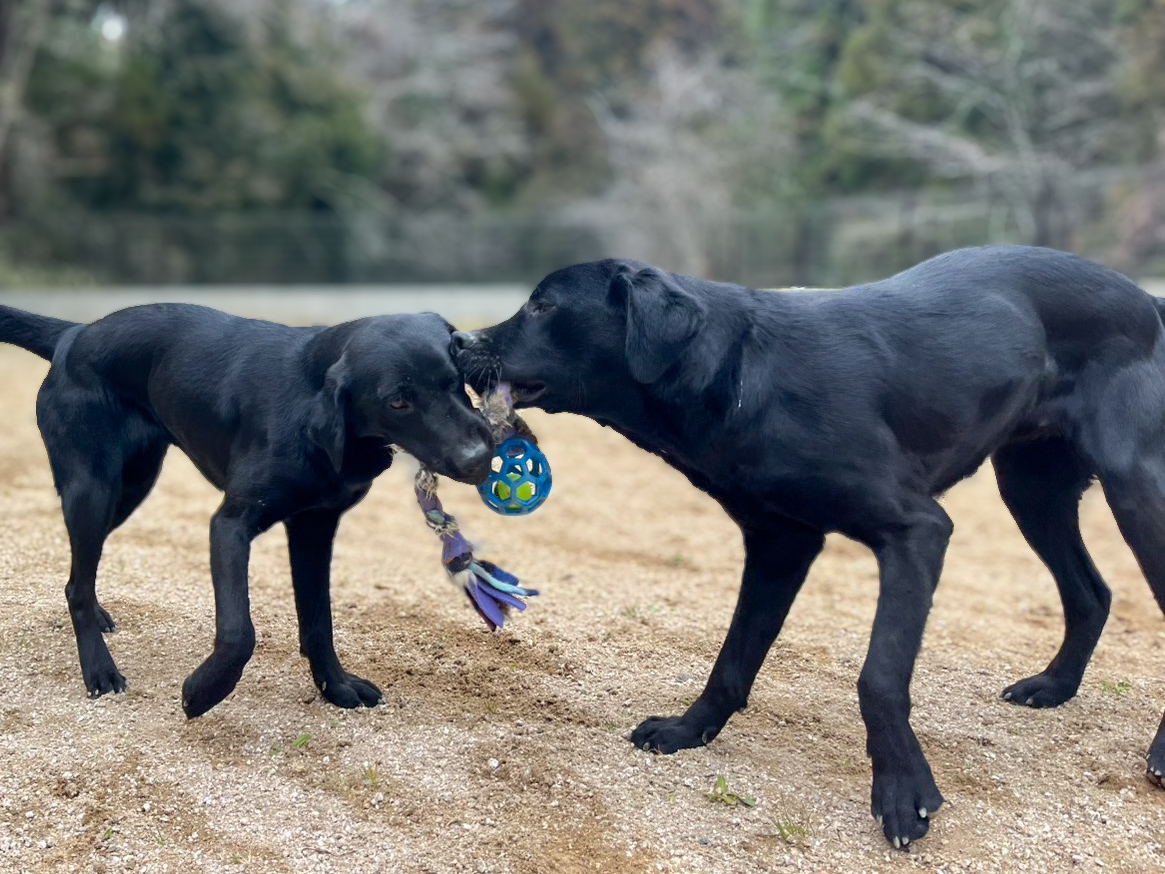 広島県廿日市市での犬の出張トレーニングの様子